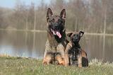 MALINOIS 1007